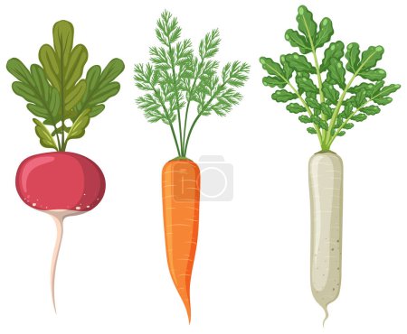 Téléchargez les illustrations : Illustration de légumes-racines - en licence libre de droit