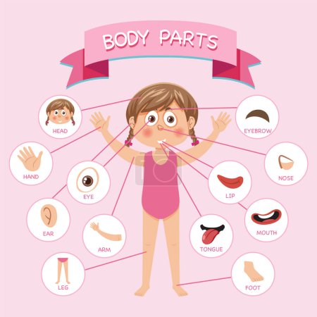 Illustration for Body parts with vocabulary illustration - Royalty Free Image