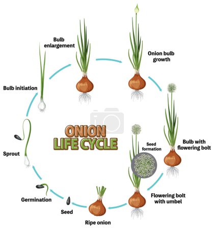 Illustration for Diagram showing onion life cycle illustration - Royalty Free Image