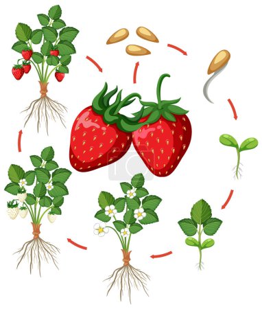 Téléchargez les photos : Cycle de vie de l'illustration de diagramme de fraise - en image libre de droit