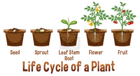 Ilustración de Ciclo de vida de una ilustración de diagrama de planta - Imagen libre de derechos
