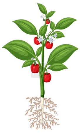 Ilustración de Planta de pimiento mostrando ilustración de raíz - Imagen libre de derechos