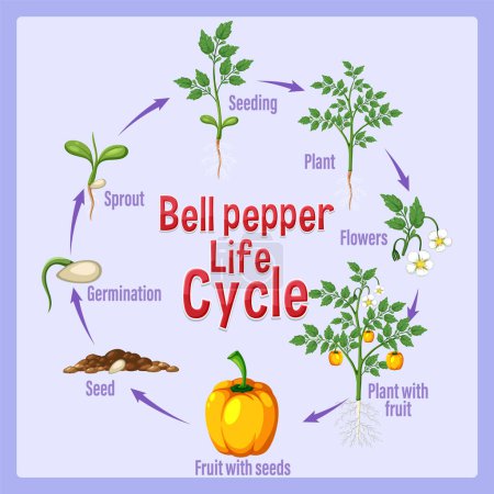 Illustration for Life cycle of a bell paper diagram illustration - Royalty Free Image