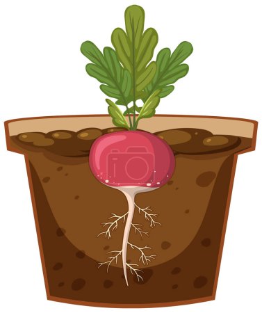 Illustration for Root of radish plant vector illustration - Royalty Free Image