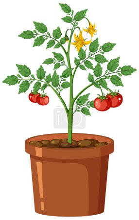 Illustration for Tomato plant in pot vector illustration - Royalty Free Image