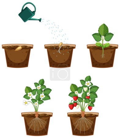 Téléchargez les illustrations : Life cycle of a strawberry plant diagram illustration - en licence libre de droit