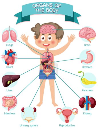 Ilustración de Órganos internos del cuerpo para niños ilustración - Imagen libre de derechos