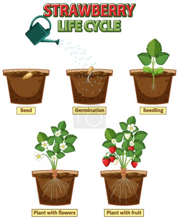 Ilustración de Ciclo de vida de la ilustración del diagrama de fresa - Imagen libre de derechos