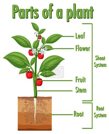 Ilustración de Diagrama que muestra partes de una ilustración vegetal - Imagen libre de derechos