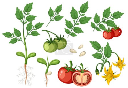 Illustration for Set of of tomato plant and fruit element isolated illustration - Royalty Free Image