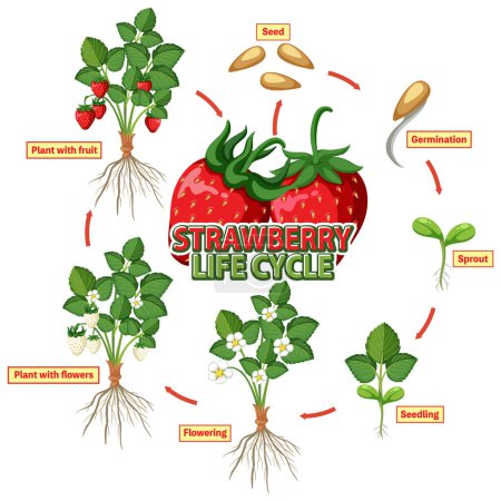 Illustration for Life cycle of strawberry diagram illustration - Royalty Free Image