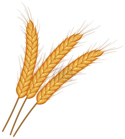 Illustration for Wheat ears spikelets with grains vector illustration - Royalty Free Image