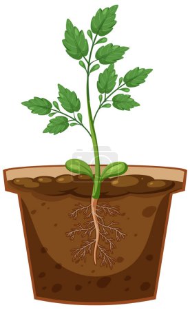 Illustration for Plant showing roots in pot illustration - Royalty Free Image