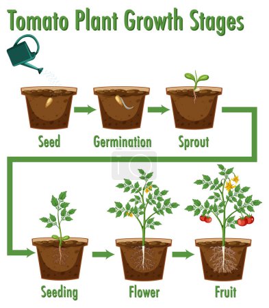 Illustration for Tomato Plant Growth Stages illustration - Royalty Free Image