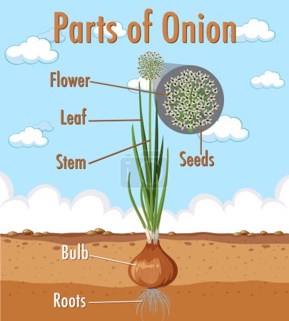 Illustration for Diagram showing parts of onion illustration - Royalty Free Image