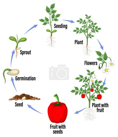 Illustration for Life cycle of capsicum plant diagram illustration - Royalty Free Image