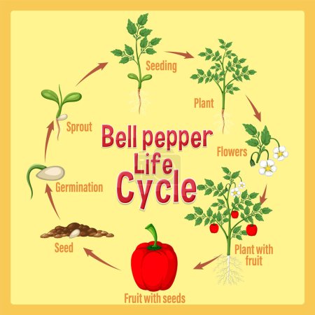 Illustration for Life cycle of a capsicum diagram illustration - Royalty Free Image