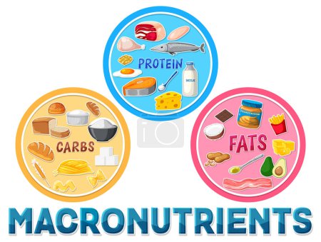 Illustration for Macronutrients diagram with food ingredients illustration - Royalty Free Image