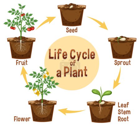 Illustration for Life cycle of a plant diagram illustration - Royalty Free Image