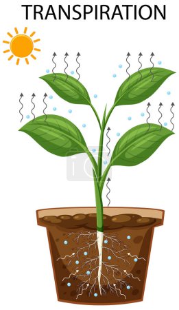 Illustration for Science transpiration in plants illustration - Royalty Free Image