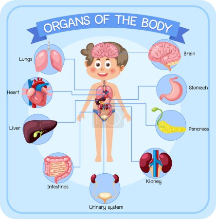 Illustration pour Organes internes du corps pour enfants illustration - image libre de droit