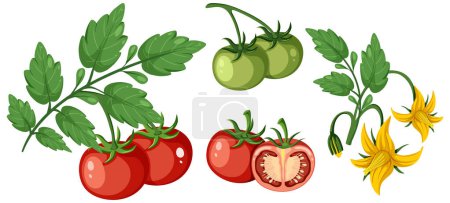 Téléchargez les illustrations : Set of of tomato plant and fruit element isolated illustration - en licence libre de droit