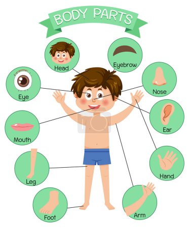 Illustration for Body parts with vocabulary illustration - Royalty Free Image