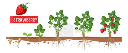 Illustration for Strawberry Plant Growth Stages illustration - Royalty Free Image