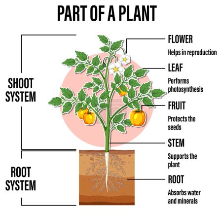Illustration for Diagram showing parts of a plant illustration - Royalty Free Image