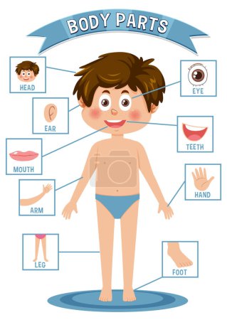 Illustration for Body parts vocabulary for kids illustration - Royalty Free Image