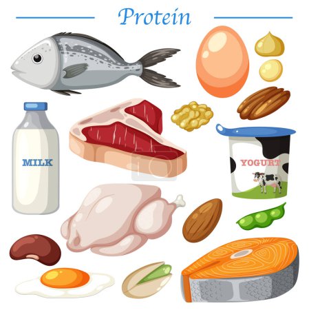 Téléchargez les illustrations : Variety of protein foods vector illustration - en licence libre de droit