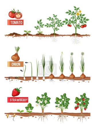 Téléchargez les illustrations : Illustration des stades de croissance des plantes - en licence libre de droit