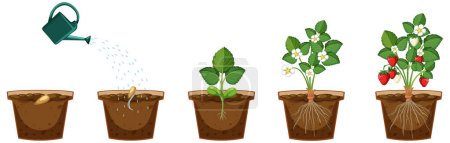 Illustration for Life cycle of a strawberry plant diagram illustration - Royalty Free Image