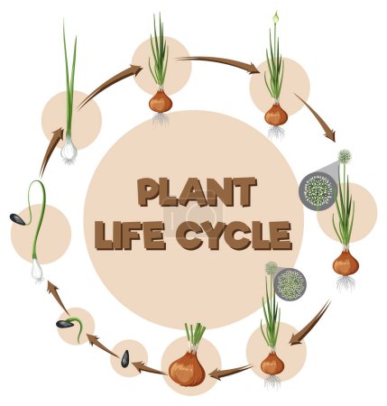 Ilustración de Diagrama que muestra la ilustración del ciclo de vida de la cebolla - Imagen libre de derechos
