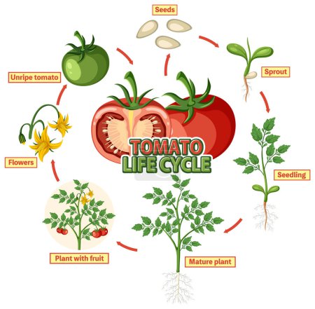 Illustration for Life cycle of a tomato plant diagram illustration - Royalty Free Image