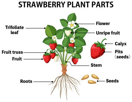 Téléchargez les illustrations : Strawberry plant parts diagram illustration - en licence libre de droit