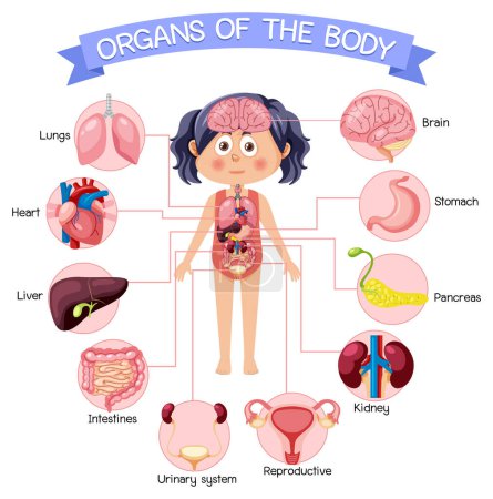 Illustration for Internal organs of the body for kids illustration - Royalty Free Image