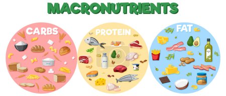 Téléchargez les illustrations : Macronutrients diagram with food ingredients illustration - en licence libre de droit