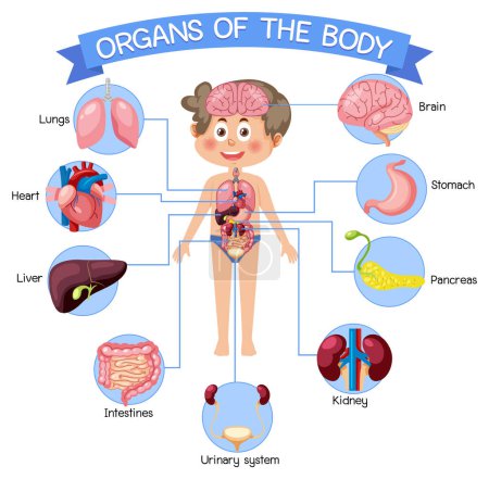 Illustration for Internal organs of the body for kids illustration - Royalty Free Image