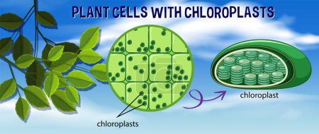 Ilustración de Células vegetales con cloroplastos ilustración - Imagen libre de derechos