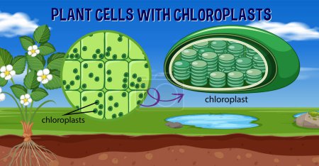 Téléchargez les illustrations : Cellules végétales avec illustration des chloroplastes - en licence libre de droit