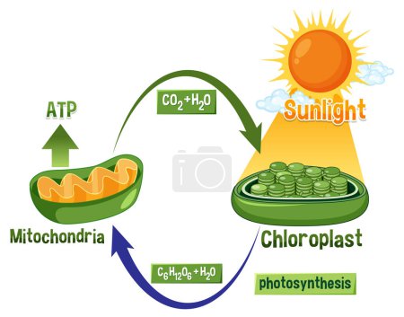 Ilustración de Ilustración del diagrama de fotosíntesis y respiración celular - Imagen libre de derechos