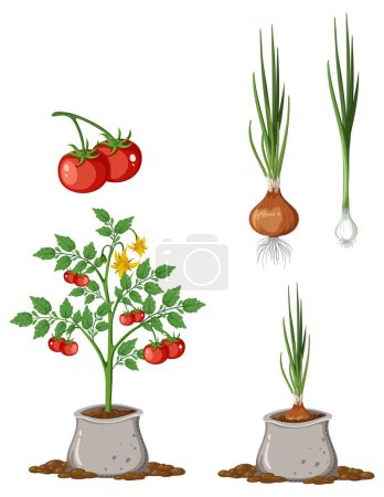 Téléchargez les illustrations : Illustration de collection de plants de tomates et d'oignons - en licence libre de droit