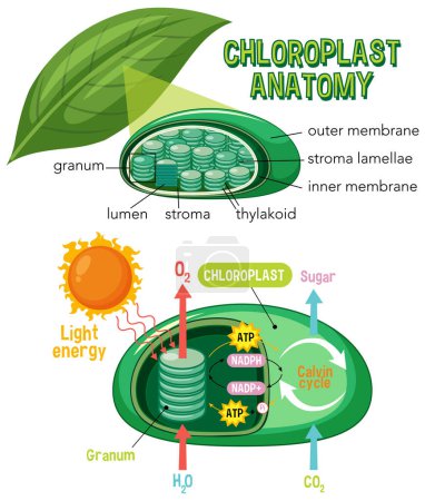 Téléchargez les illustrations : Schéma de l'anatomie des chloroplastes pour la biologie et l'éducation aux sciences de la vie illustration - en licence libre de droit