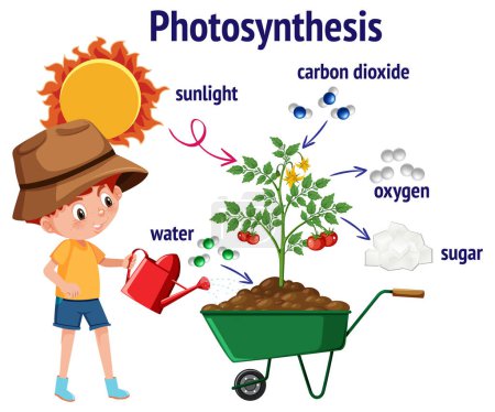 Illustration for Diagram of Photosynthesis for biology and life science education illustration - Royalty Free Image