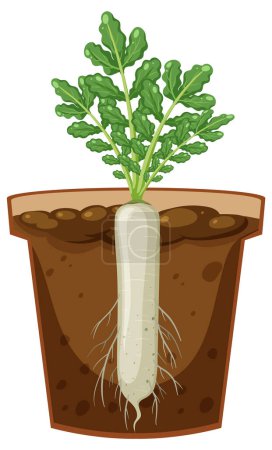 Téléchargez les illustrations : Root of daikon plant vector illustration - en licence libre de droit
