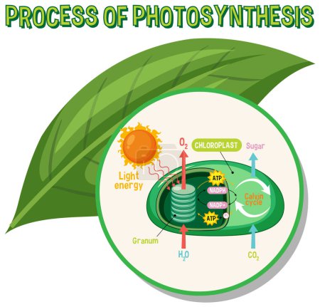 Téléchargez les illustrations : Schéma de la photosynthèse pour la biologie et l'éducation aux sciences de la vie illustration - en licence libre de droit
