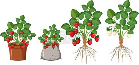 Téléchargez les illustrations : Illustration d'un ensemble de parties de fraisier - en licence libre de droit