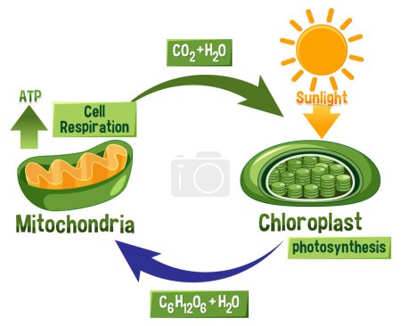 Téléchargez les illustrations : Photosynthesis and Cellular Respiration Diagram illustration - en licence libre de droit
