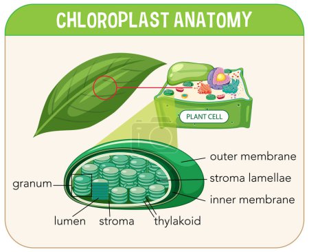 Illustration for Diagram of Chloroplast Anatomy for Biology and Life Science Education illustration - Royalty Free Image